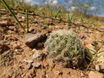 Coryphantha gracilis, photographed by Alejandro Sigala Chávez