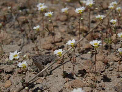Linanthus inyoensis, photographed by Jim Morefield
