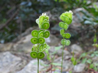 Biscutella didyma, photographed by amantedarmanin