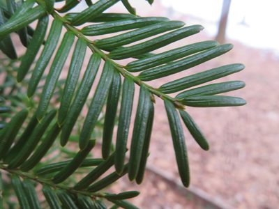 Taxus cuspidata, photographed by Marco Mussita