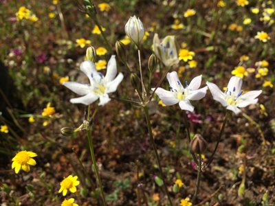 Triteleia lilacina, photographed by Sarah Angulo