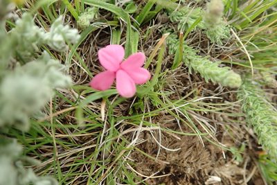 Hypoxis baurii, photographed by Peter Warren