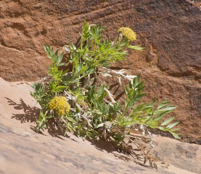 Lomatium latilobum, photographed by Robbie Hannawacker