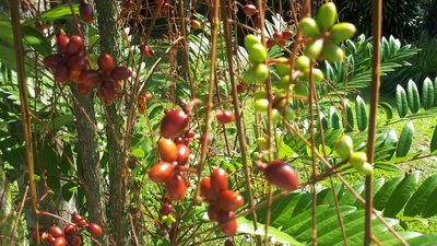 Eurycoma longifolia, photographed by Ong Jyh Seng