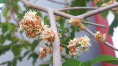 Syzygium polyanthum, photographed by Ong Jyh Seng
