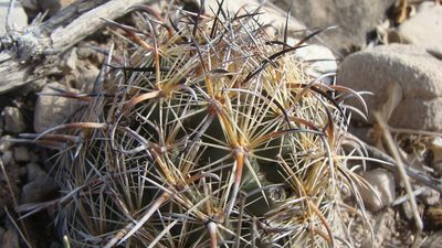 Coryphantha kracikii, photographed by Alejandro Sigala Chávez