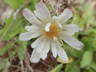 Anemone caroliniana, photographed by Clifton Ladd, C.W.B.