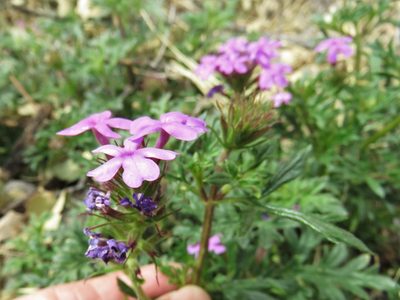 Verbena chiricahensis, photographed by Annika Lindqvist