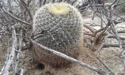 Mammillaria grusonii, photographed by Alejandro Sigala Chávez