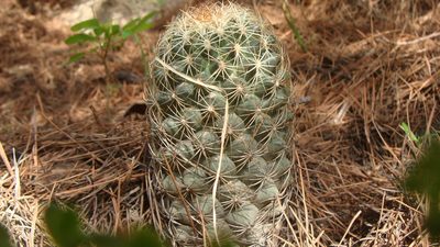 Coryphantha compacta, photographed by Alejandro Sigala Chávez