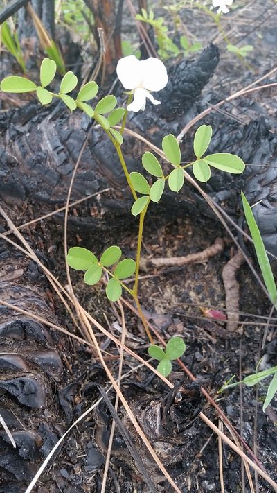 Tephrosia rugelii, photographed by Jay Horn