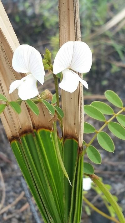 Tephrosia rugelii, photographed by Jay Horn