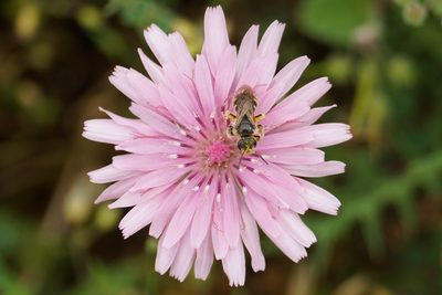 Crepis rubra, photographed by Scott Mills
