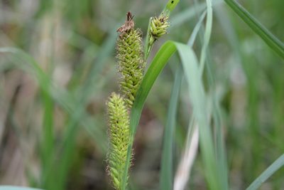 Carex hyalinolepis, photographed by Amber M. King