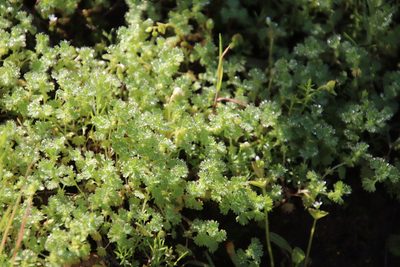 Alchemilla occidentalis, photographed by Millie Basden