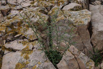 Limonium cancellatum, photographed by Scott Mills