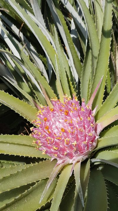 Ochagavia litoralis, photographed by Javier Conejeros Gastó