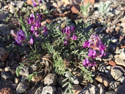Astragalus desperatus, photographed by Robbie Hannawacker