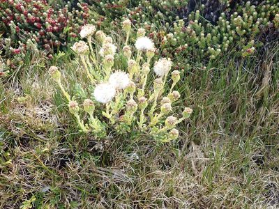 Senecio littoralis, photographed by John Brew