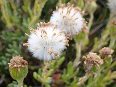 Senecio littoralis, photographed by John Brew