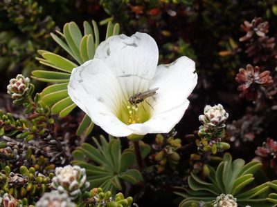 Oxalis enneaphylla, photographed by John Brew