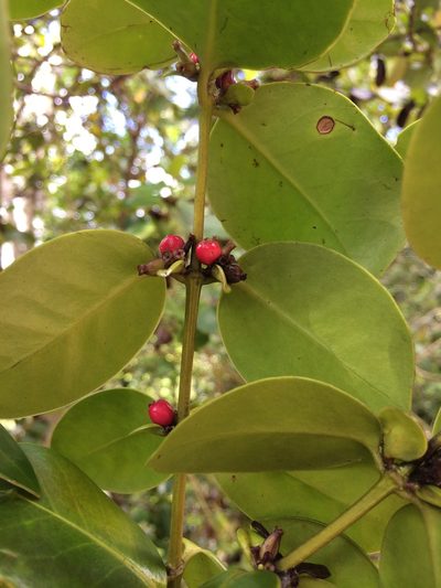 Salzmannia nitida, photographed by B. Phalan