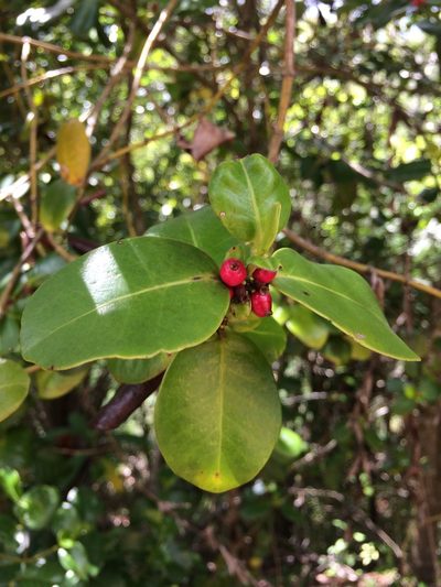 Salzmannia nitida, photographed by B. Phalan