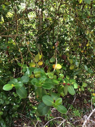 Salzmannia nitida, photographed by B. Phalan