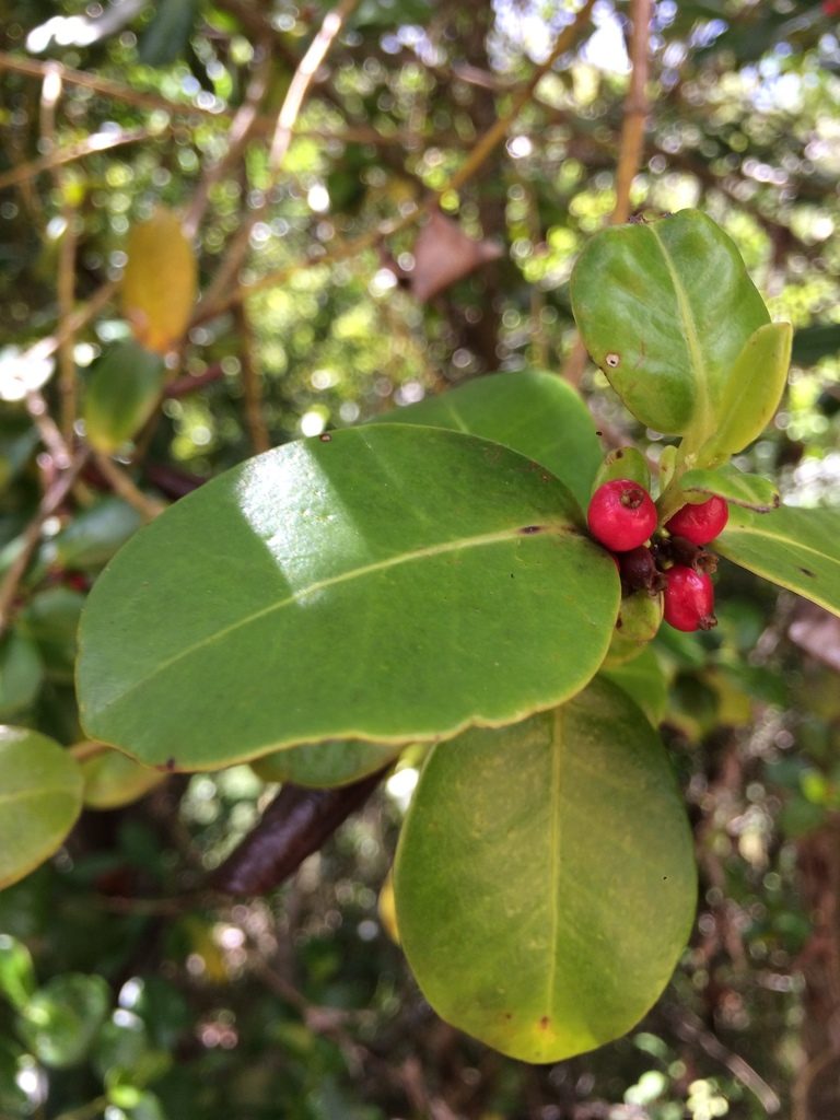 Salzmannia nitida, photographed by B. Phalan