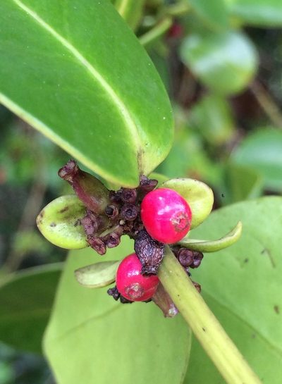 Salzmannia nitida, photographed by B. Phalan