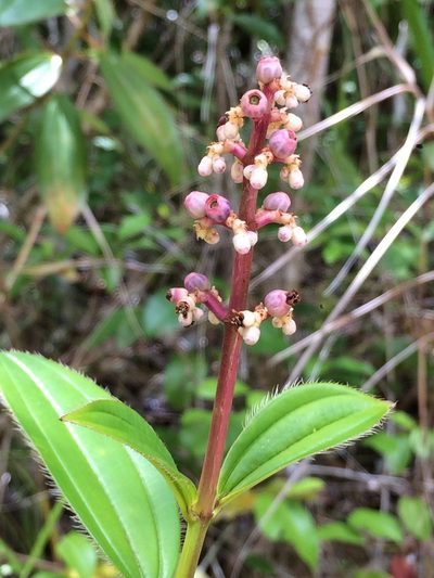 Miconia ciliata, photographed by B. Phalan