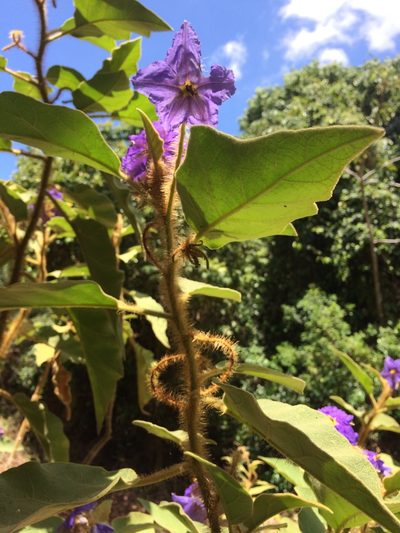 Solanum crinitum, photographed by B. Phalan