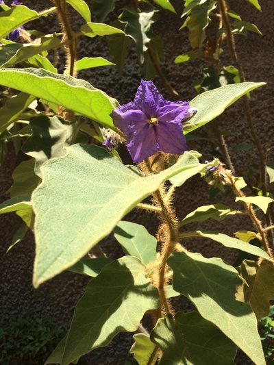 Solanum crinitum, photographed by B. Phalan