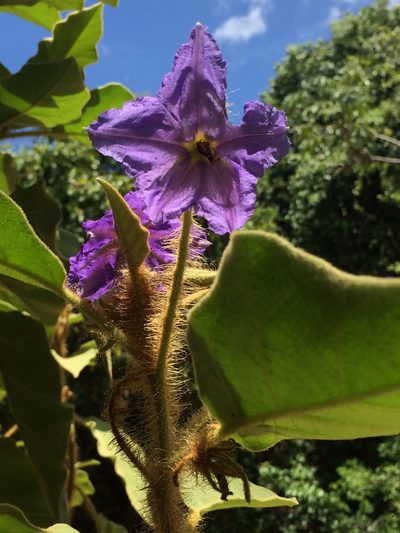 Solanum crinitum, photographed by B. Phalan
