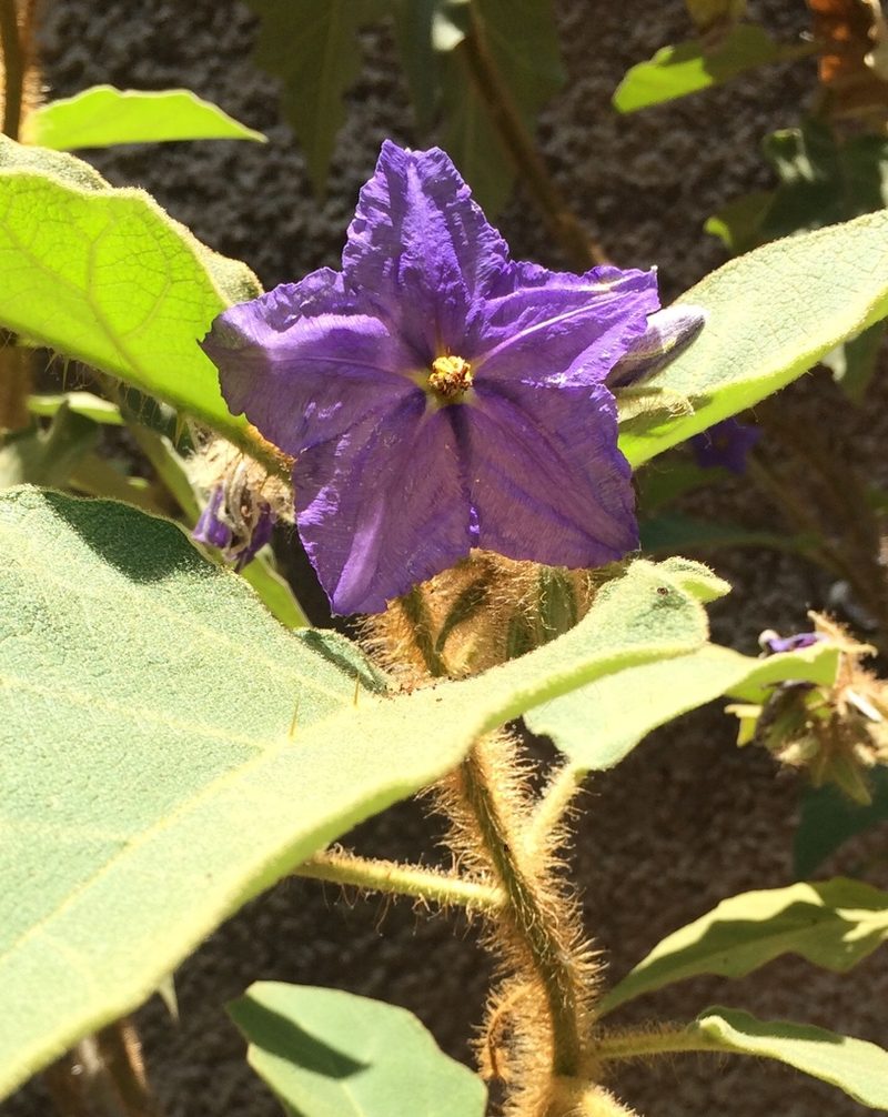 Solanum crinitum, photographed by B. Phalan