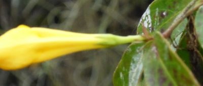 Gelsemium rankinii, photographed by mfeaver