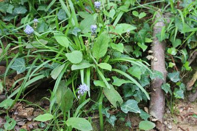 Hyacinthoides italica, photographed by Fabien Piednoir