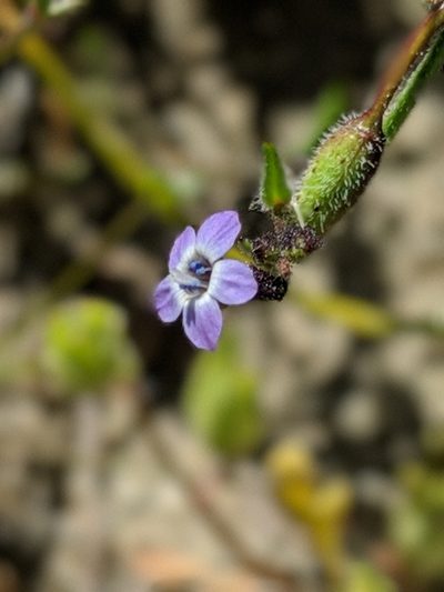 Gilia minor, photographed by Ken-ichi Ueda