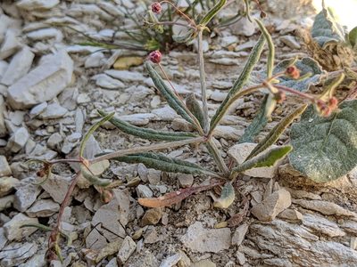 Eriogonum angulosum, photographed by Ken-ichi Ueda