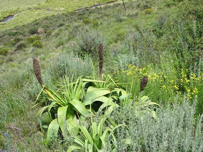Kniphofia northiae, photographed by Peter Warren