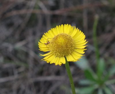Helenium vernale, photographed by Lauren McLaurin