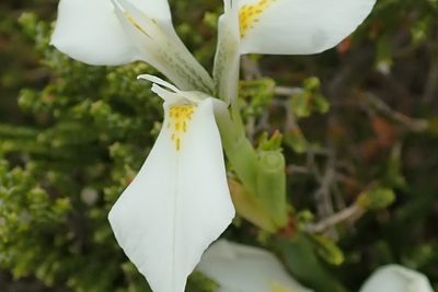 Moraea albicuspa, photographed by Peter Warren