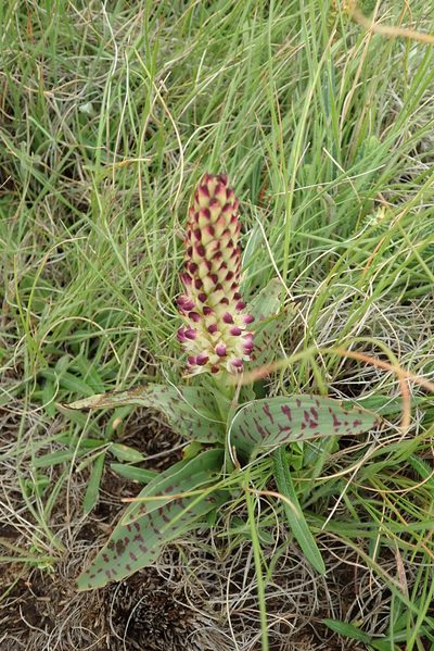 Disa fragrans, photographed by Peter Warren