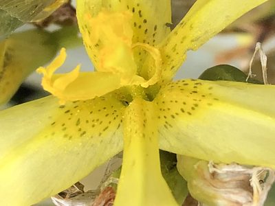 Moraea cookii, photographed by Dave U