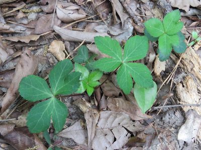 Sanicula smallii, photographed by Laura Clark