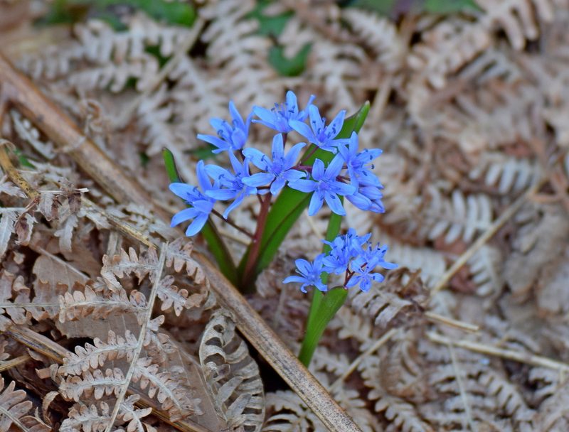 Scilla subnivalis, photographed by Kostas Zontanos