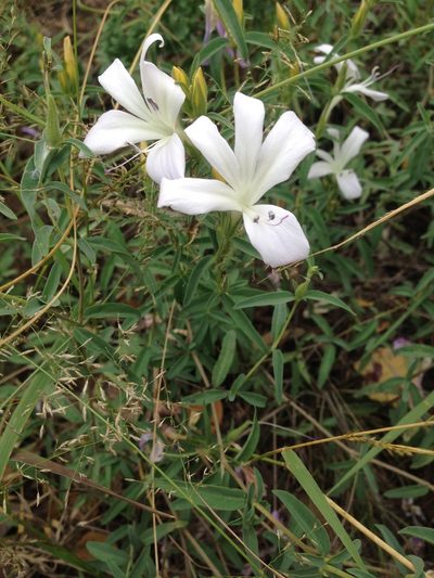 Barleria pretoriensis, photographed by Tam