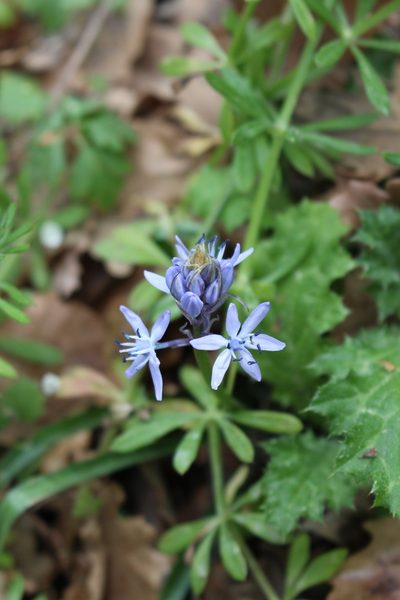 Hyacinthoides italica, photographed by Fabien Piednoir