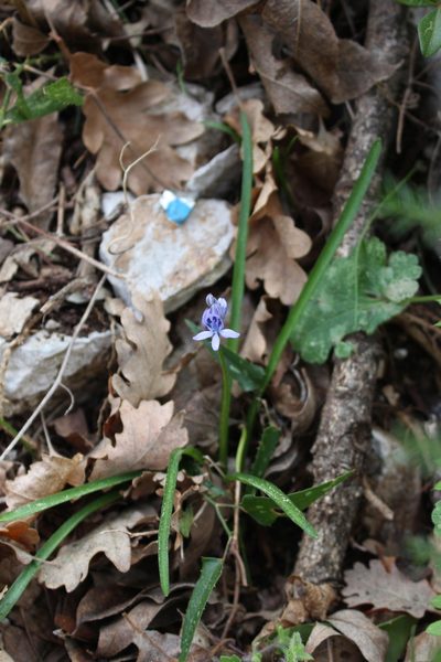 Hyacinthoides italica, photographed by Fabien Piednoir