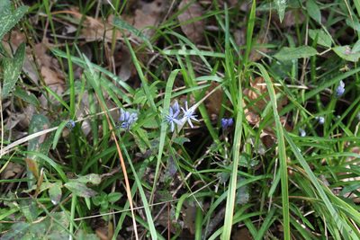 Hyacinthoides italica, photographed by Fabien Piednoir